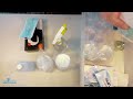 Sneak Peek of Course 1 | Beginner Mushroom Growing Without a Lab | The B Spot Method