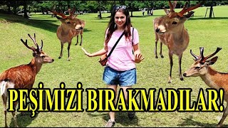 Download Lagu JAPONYA'DA GEYİKLER BİZİ KOVALADI! 🦌 NARA PARK ! #vlog96 MP3