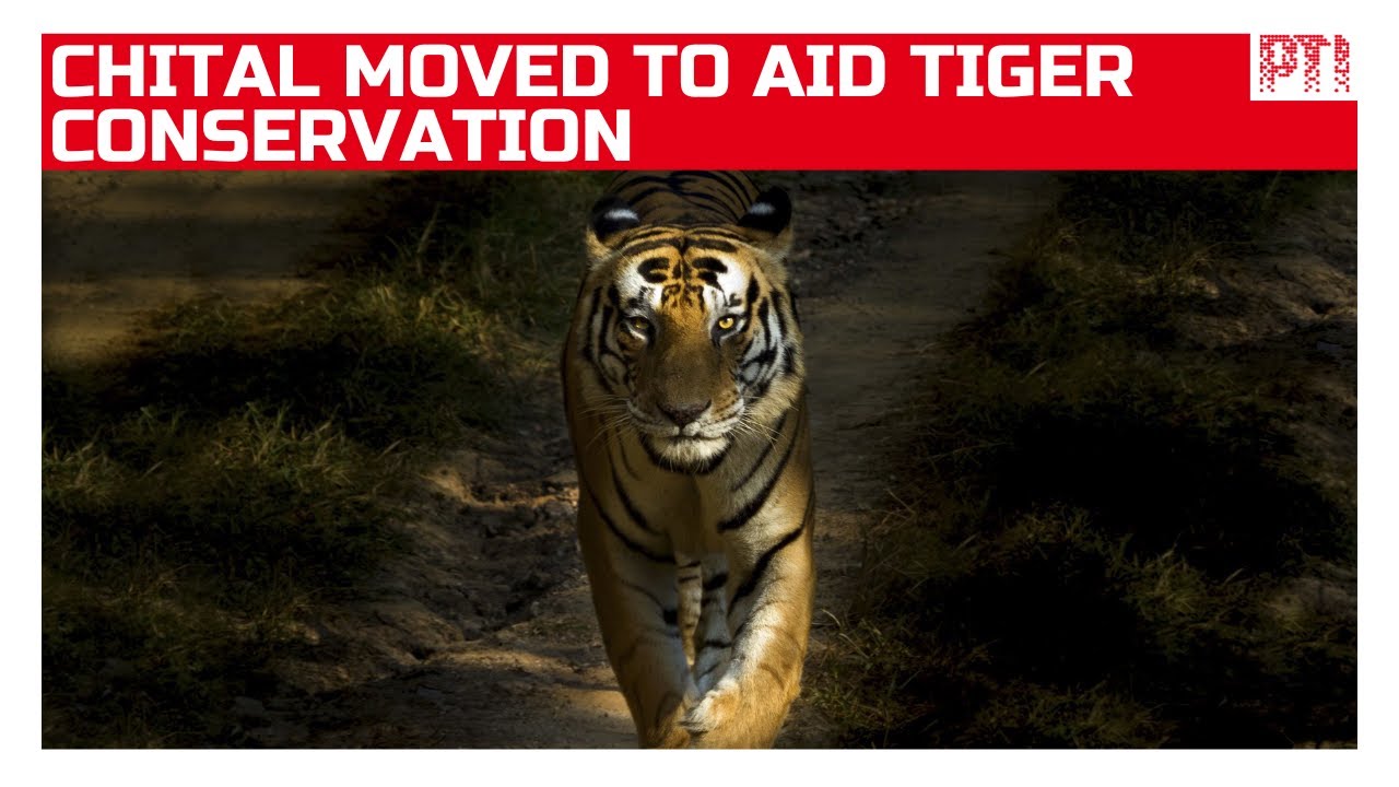 Chital translocation from Bandhavgarh Tiger Reserve aims to support tiger conservation efforts