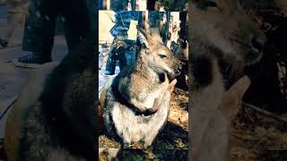 Забавный Кенгуру в Московском зоопарке Funny Kangaroo in the zoo. Funnyanimals