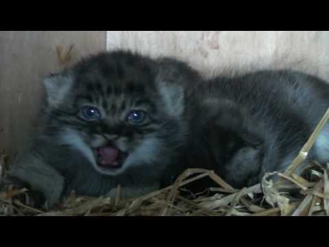 Pallas Cat Kittens - 4 weeks old