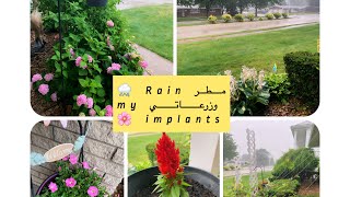 حصرياً ️يحدث  الان ⁉️ امريكا / مشيكن  مطر Rain  زرعاتي  my implants ? منظر  ولا  اروع