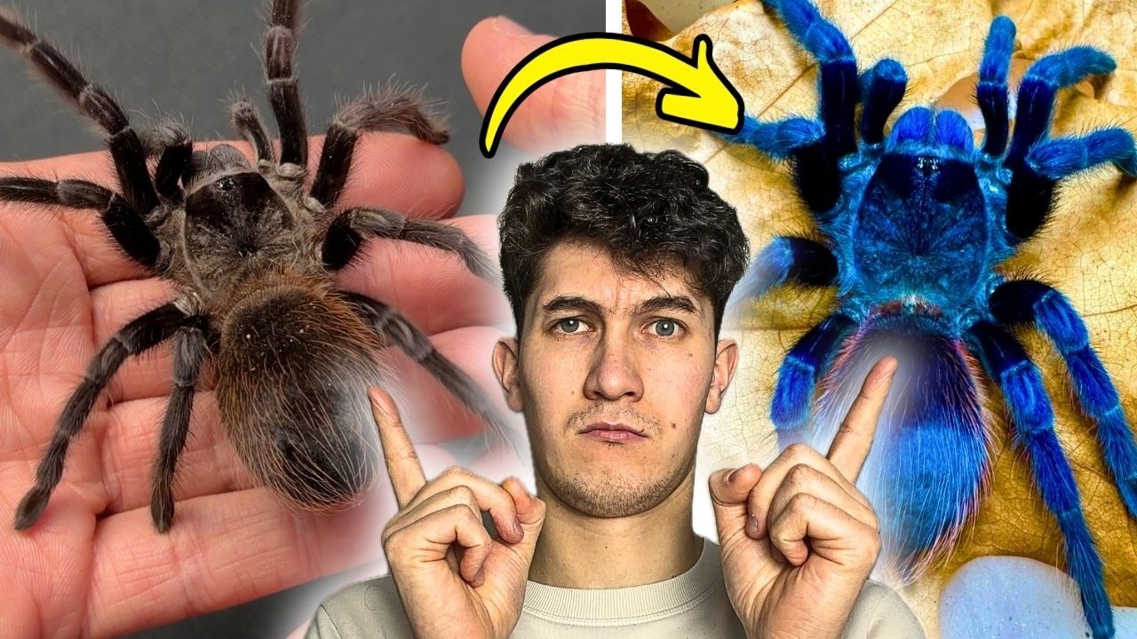 Ten PTASZNIK ZMIENIA KOLOR! 🤩 | Pająki na start!