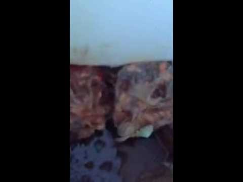 أمانة الباحة تغلق بوفيه شهير في الباحة