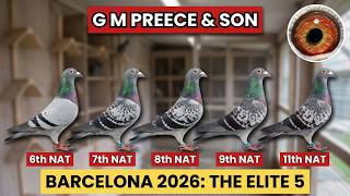 G M Preece & Son from uk : 5 Pigeons in the Top 11 From Barcelona 2026!