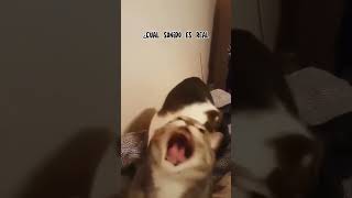 Gato Gritando