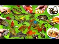 Cute Aquatic Animals, Goldfish, Turtles, Guppies, Snakes, Angelfish, Koi, Betta, Eels, Shark,Duck