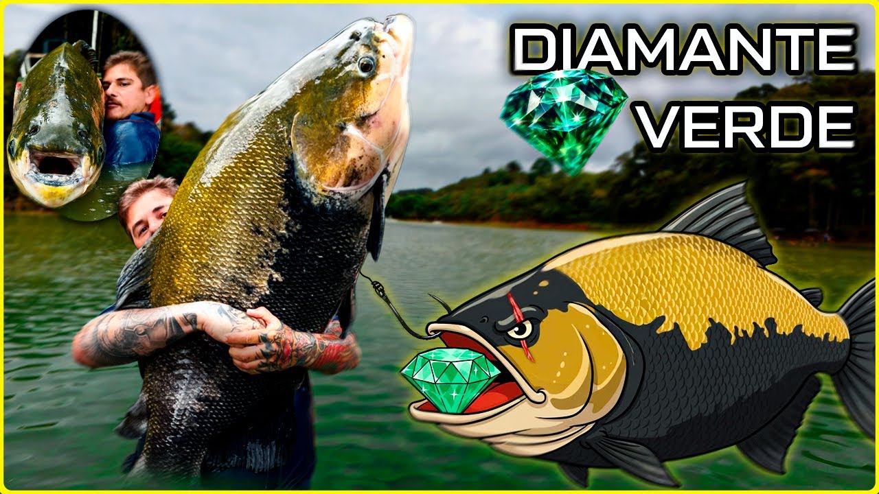 PESCARIA NO PESQUEIRO 3 IRMÃOS FISGUEI 1 DOS MAIORES TAMBAQUIS DO LAGO/PEIXE MAIS COMPRIDO QUE JA VI