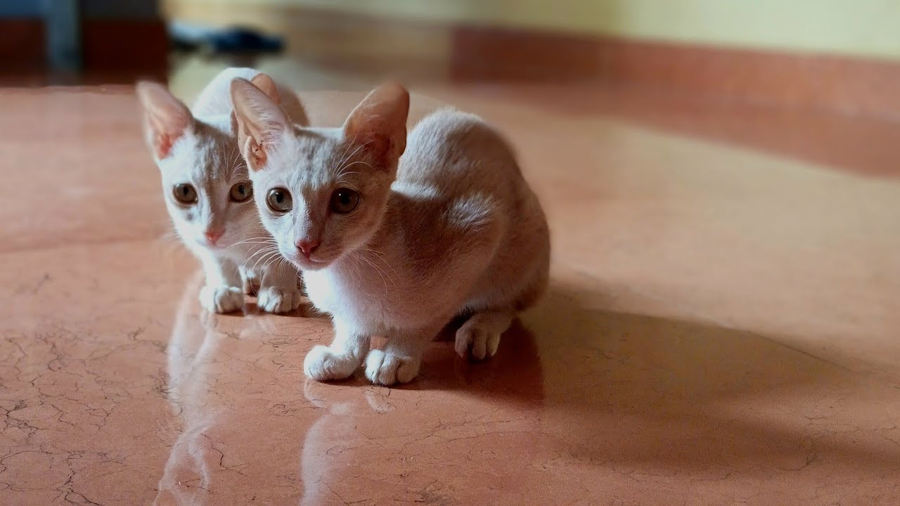 The heartiest and emotional story of my two true friends 😢 🧡 