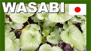 Japan Wasabi Farm - Walking in Japan 日本わさび農場 - 日本のモンスター