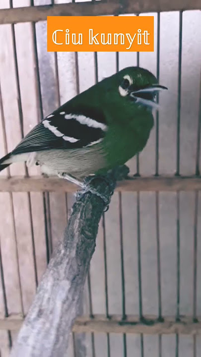 𝐜𝐢𝐩𝐨𝐡 𝐣𝐚𝐧𝐭𝐮𝐧𝐠#birds #kicaumania #birds #burungkicau #burungterbaik #burungindonesia