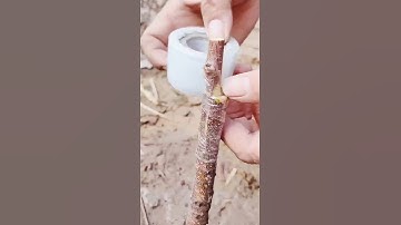 Phương pháp ghép cây ăn quả thích hợp cho người mới tập ghép. # 果树 graf 接 # Trợ lý Douyin