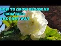HOW TO GROW BEGONIAS FROM SEED PART I
