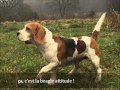 BEAGLE élevage Du Hameau de Culem