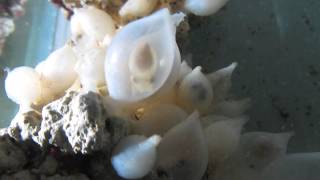 REAPER CUTTLEFISH, Sepia mestus - eggs and hatchlings