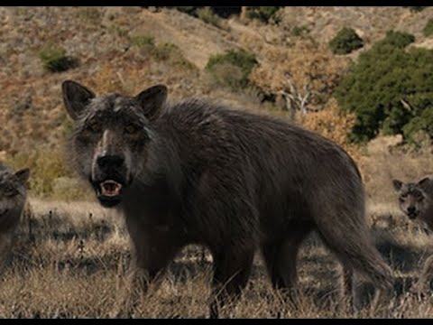 Skin Walker Skin Walker