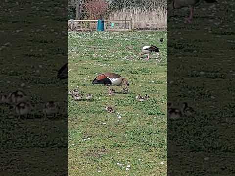 Egyptian Goose And Goslings with Walk Like An Egyptian by The Bangles
