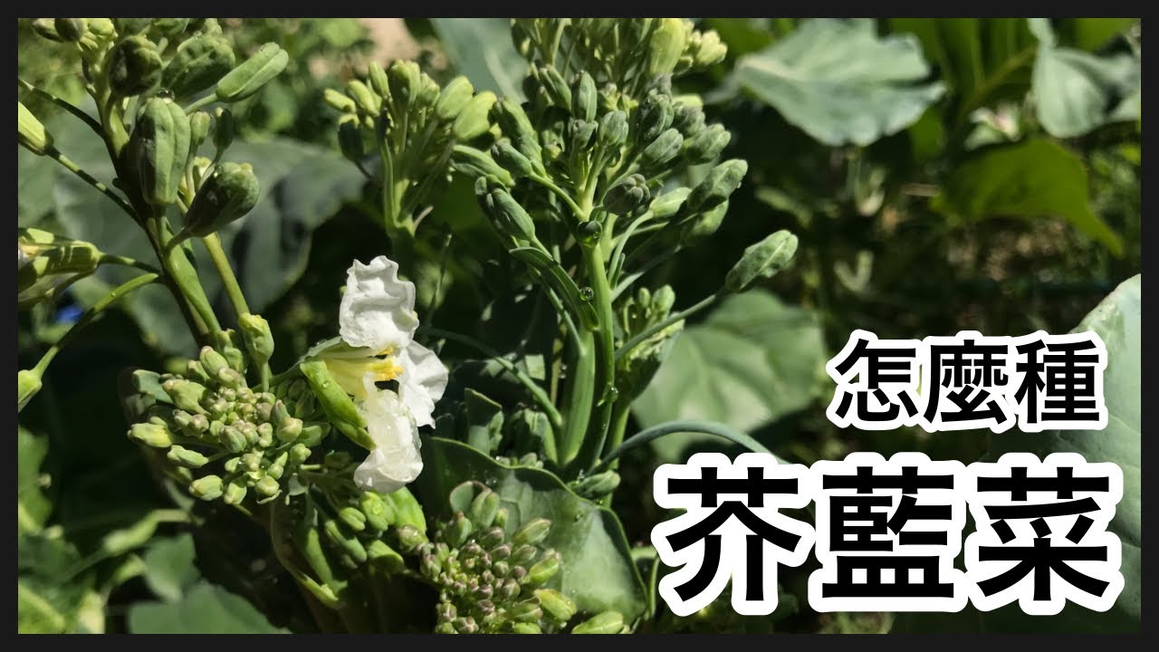 芥藍菜 怎麼種 How to grow Chinese Kale YouTube