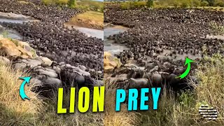 Lion Tries to Catch a Prey during the Annual Wildebeest Migration
