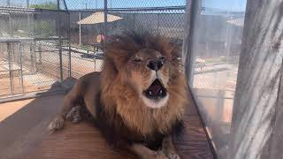 Bentley the Lion Roar