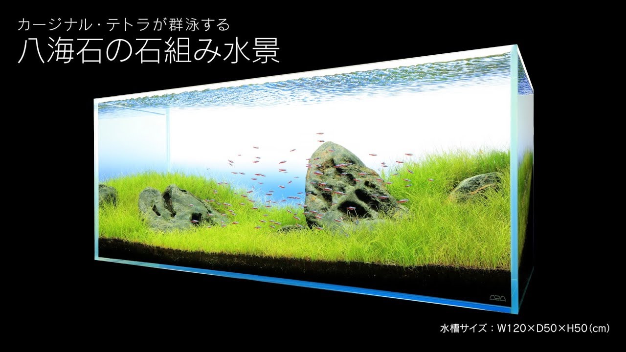 Adaview カージナル テトラが群泳する八海石の石組み水景 Youtube