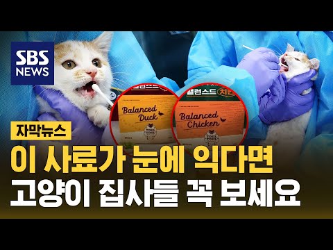 고양이 사료에서 AI 항원 발견…전량 폐기 조치 (자막뉴스) / SBS