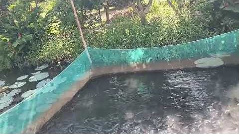 Cá lóc bay, du lịch cồn sơn cần thơ