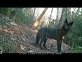 NC Wildlife: Rare black coyote at my trail cam; Hendersonville, NC.