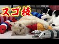 【新技披露】突然スゴ技を魅せるボス猫ニャーゴ、つよボムも唖然…!