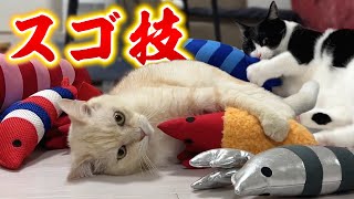 【新技披露】突然スゴ技を魅せるボス猫ニャーゴ、つよボムも唖然…！