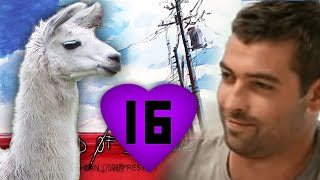 We Luv Lama [16] 86.33% - DOMP (no bar)