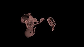 Volumetric Rendering of an Ant Imaged using a SkyScan 1272