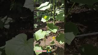 timun di kebun mini ku....