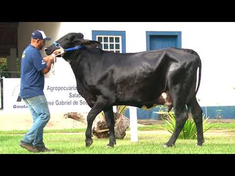 LOTE 38   0472AZ -   4º LEILÃO FAMÍLIAS - DOMINGO, 13 DE JUNHO, 10HS - REMATEWEB PLUS