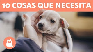 ¿Qué NECESITA un CACHORRO? ❤ (10 Cosas Imprescindibles)