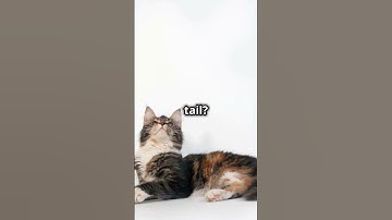 How do cats communicate with their tails? 🐈 #shorts #facts