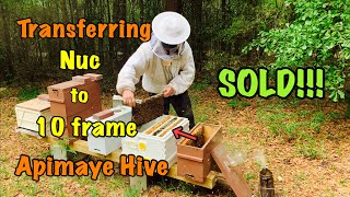 SOLD! Transferring 5 Frame Nuc of Honey Bees to Customer’s 10 Frame APIMAYE Hive