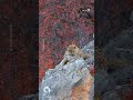استراحت پلنگ نر بر روی صخره‌ای در منطقه کیاسر