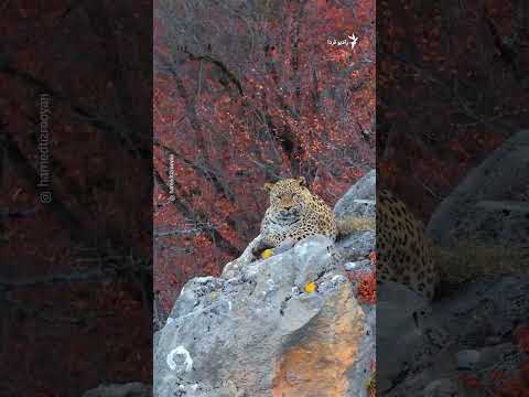 استراحت پلنگ نر بر روی صخره ای در منطقه کیاسر