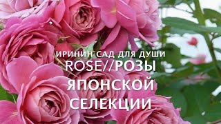 ROSE//Розы японской селекции