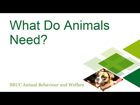 Animal Needs