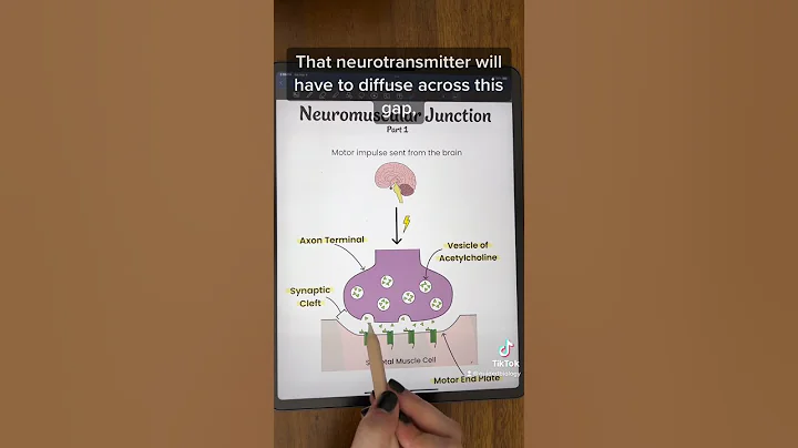 Neuromuscular Junction Structure  | TEAS and MCAT Review #shorts #anatomy