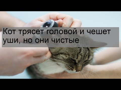 Video: Kako Očistiti Ušesa Mačke Ali Mačke Doma, Kot Pa Jih Očistiti Za Odraslo žival Ali Mucka V Preventivne In Terapevtske Namene