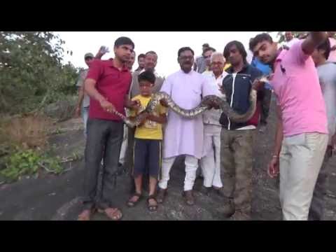 Python Attacks Man Trying to Take a Selfie