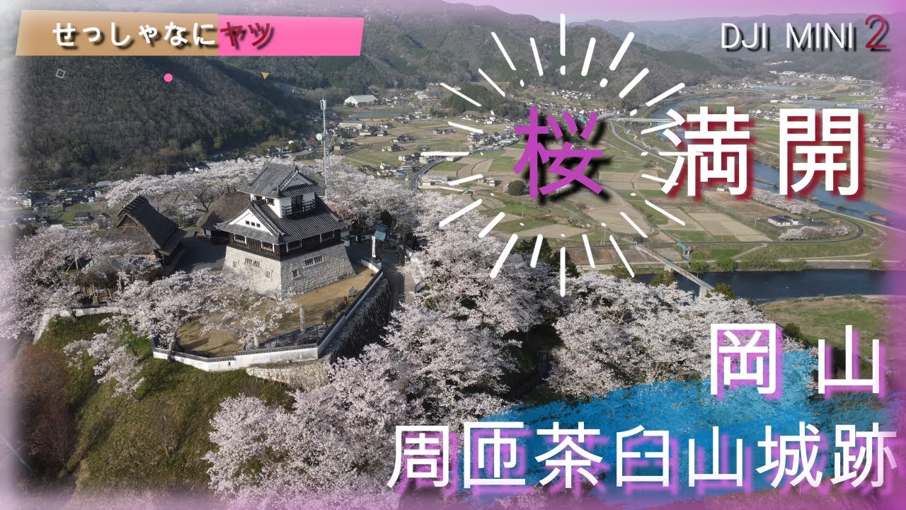 ドローン 空撮 岡山 周匝茶臼山城跡 さくら満開 4K