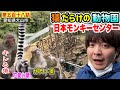 【第五百十八話】猿だらけの動物園「日本モンキーセンター」に行ってみたらウキウキした！！（愛知県観光）