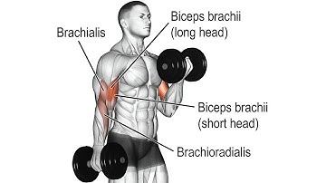Standing Dumbbell Inner Biceps Curl