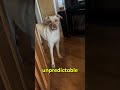 How Dogs Lose Trust In Owners ⚠️🐕