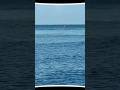 Dolphins! #dolphins #vanderbiltbeach #naplescondos
