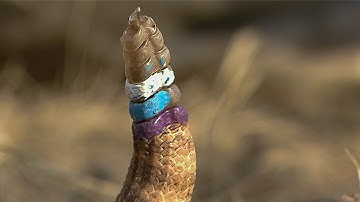 Rattlesnake displays Infamous Warning 